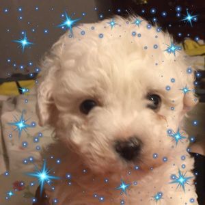 Meet your Posher, Pattie